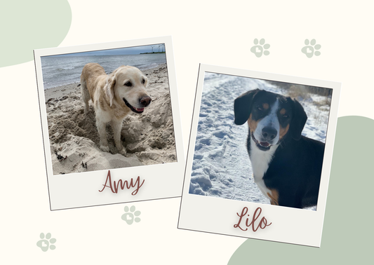 Gesunde Hundepfoten durch die Jahreszeiten