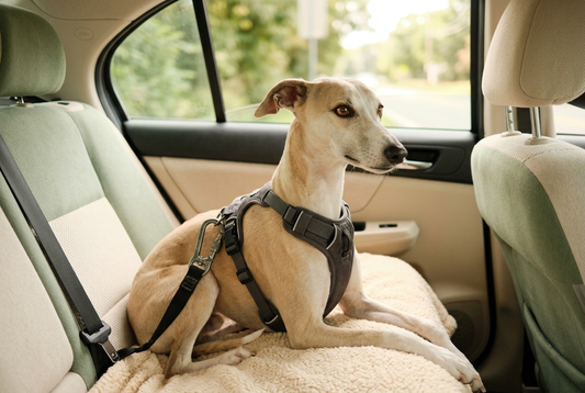 FELLNASENLIEBE: Whippet sitzt gesichert mit gepolstertem Sicherheitsgeschirr auf der Rückbank eines Autos (KI-generiertes Bild)