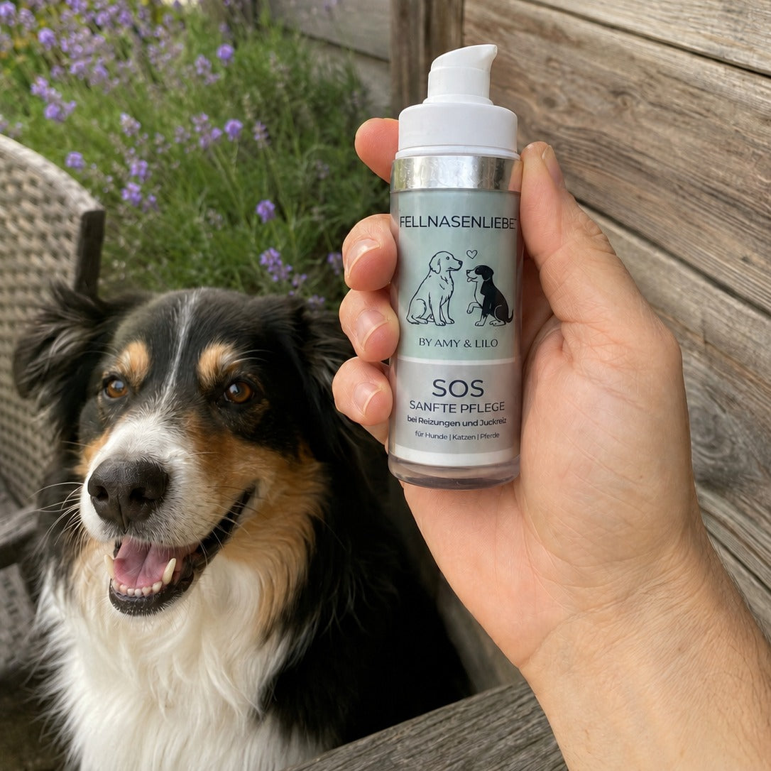 FELLNASENLIEBE SOS Creme wird vor Lavendel und einem Australian Shepherd in der Hand gehalten