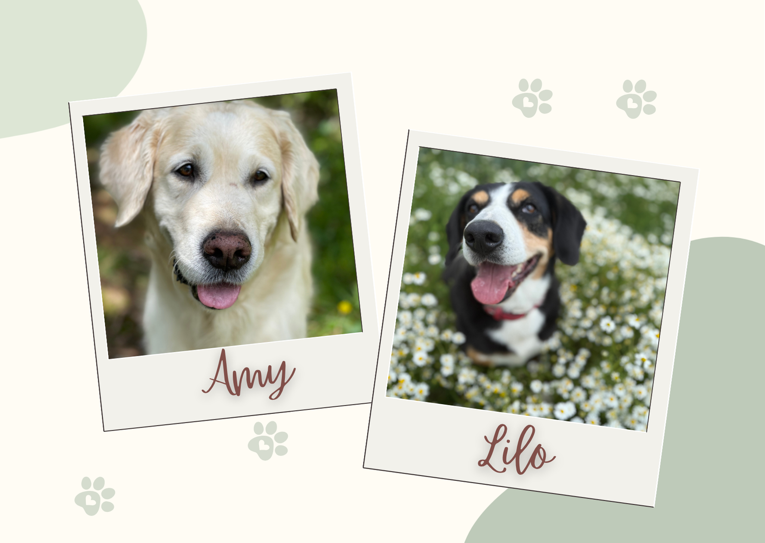 Zwei Polaroid-Fotos: Amy, eine Golden Retriever Huendin, und Lilo, eine Entlebucher Sennenhuendin - FELLNASENLIEBE by Amy und Lilo